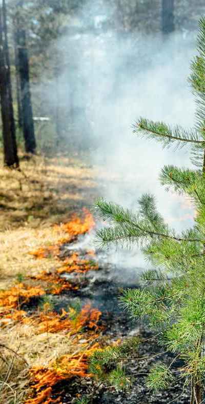 A young pine tree is surrounded by smoke, with a line of fire moves along dried yellow grass.