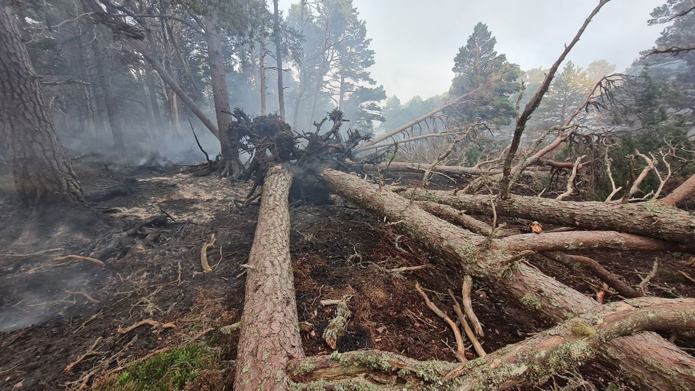 Photo courtesy of Forestry and Land Scotland