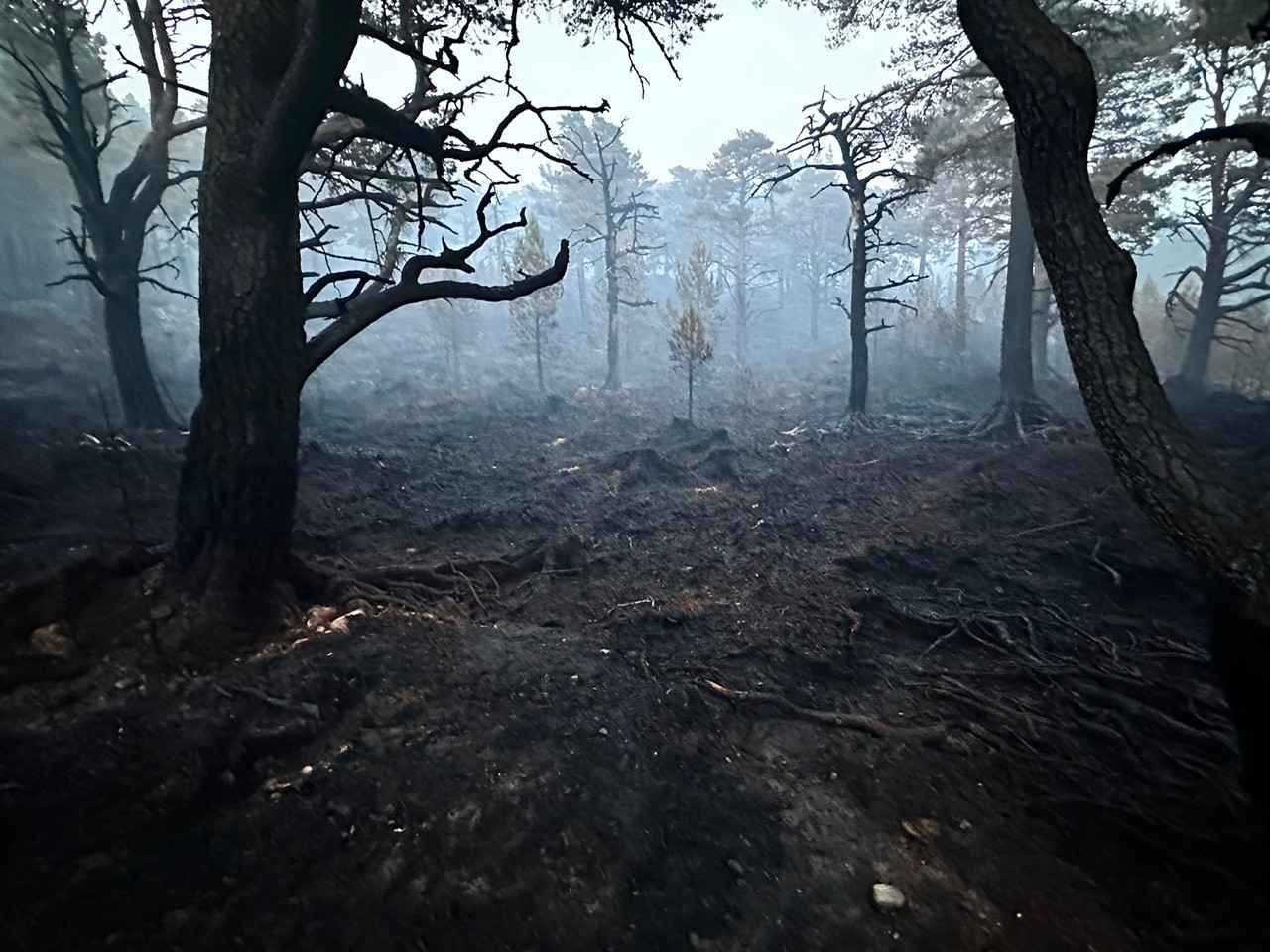 Trees and ground which has been burned