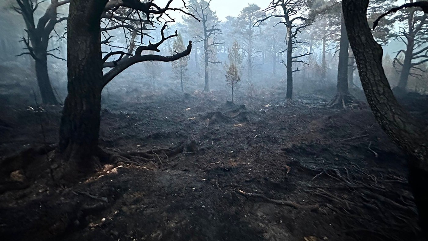 Trees and ground which has been burned