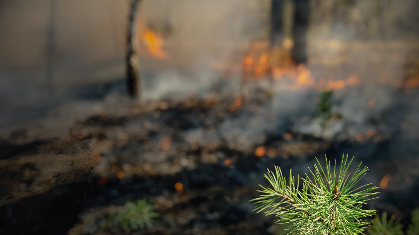 a pine trees needles next to a backdrop of a fire enguling trees