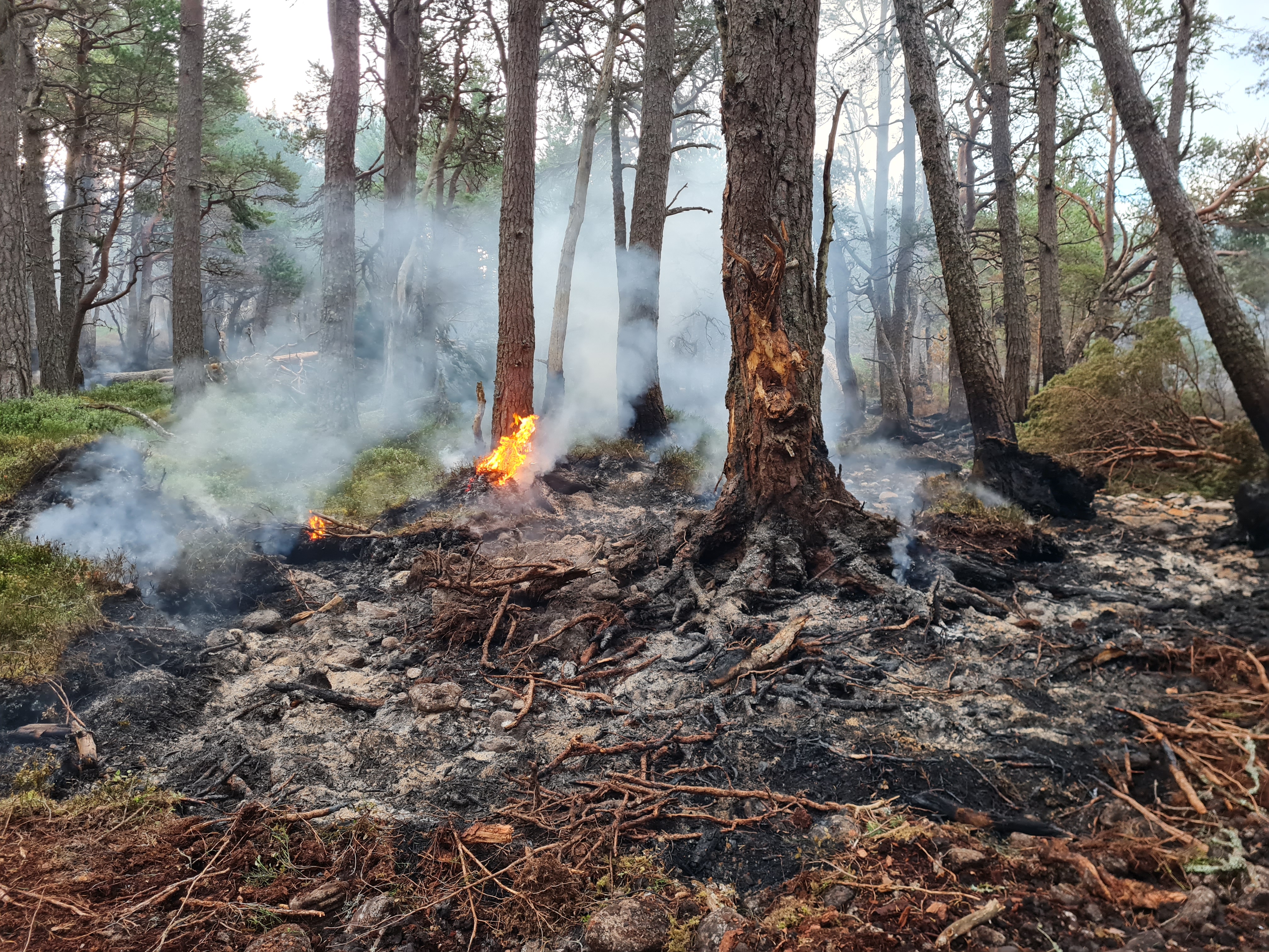 Burning trees 