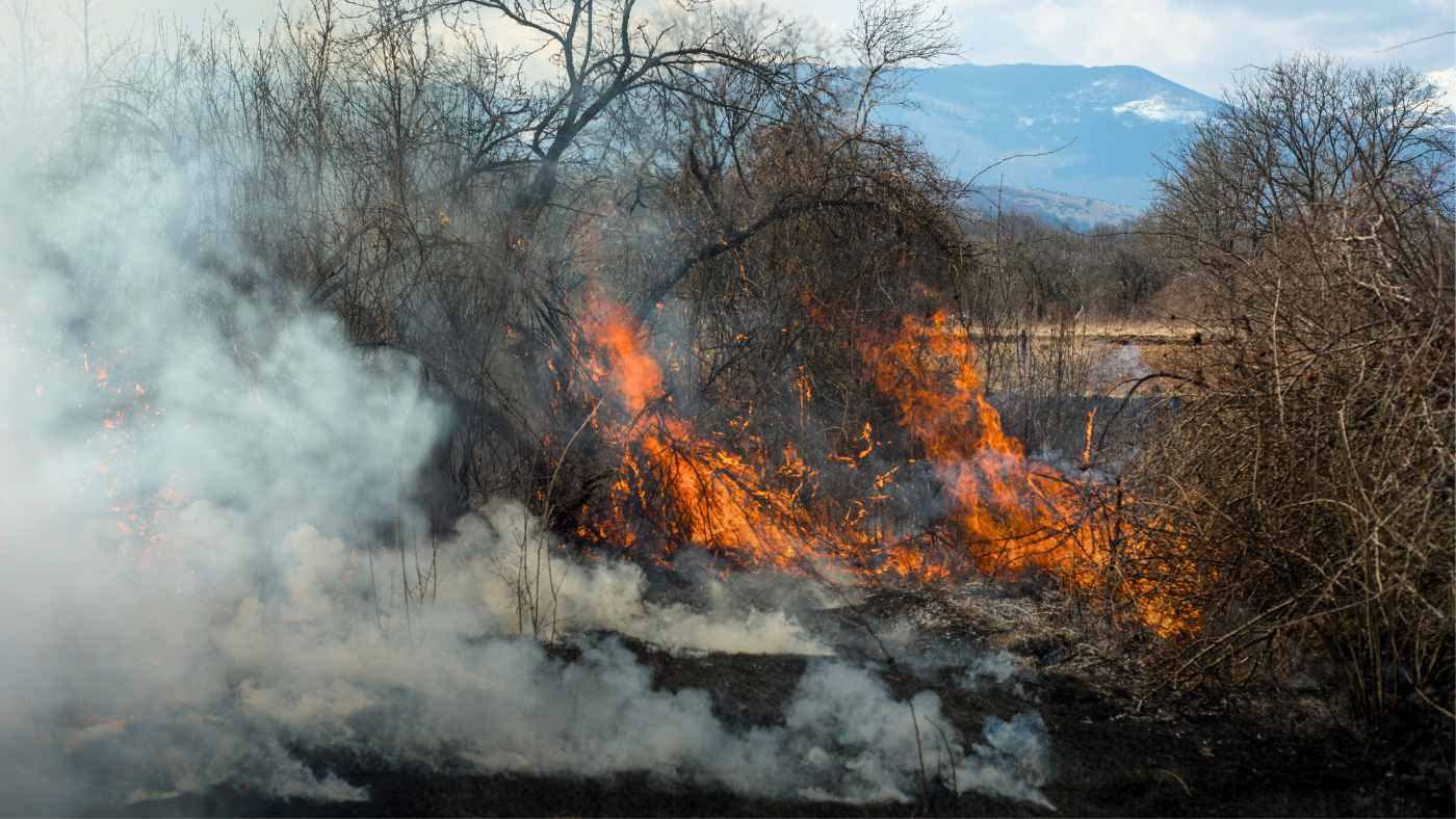 White smoke surrounds leafless trees with flames crawling up to the branches