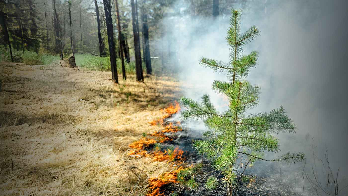 A young pine tree is surrounded by smoke, with a line of fire moves along dried yellow grass.
