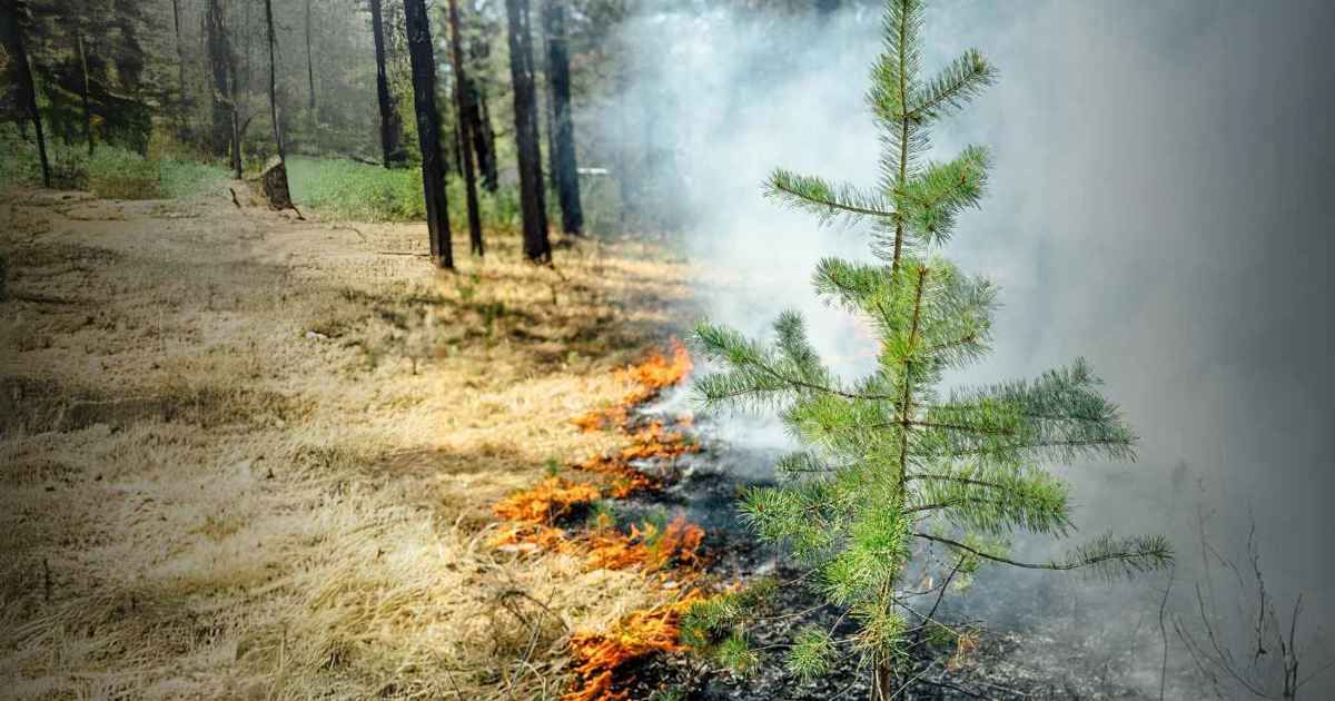 Reducing Wildfires Wildfire prevention | Scottish Fire and Rescue Service