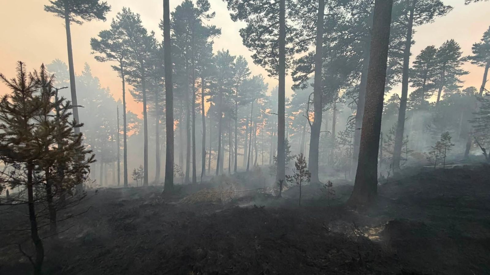Wildfire