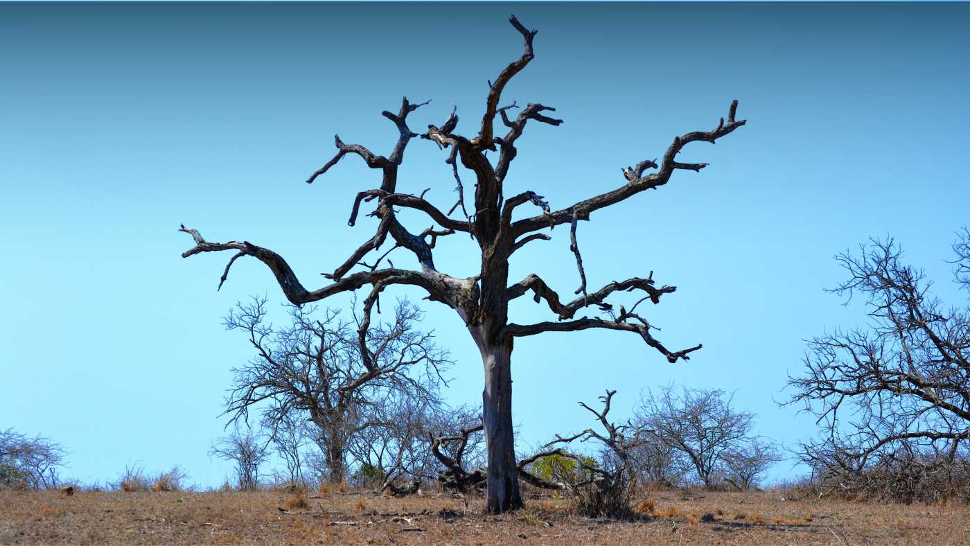 A large tree stands leafless and burnt in an emply field 