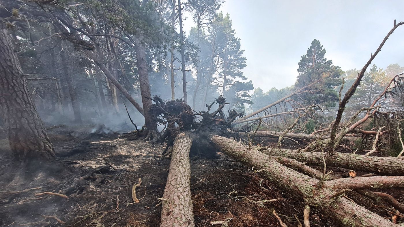 Image courtesy of Forestry Land Scotland